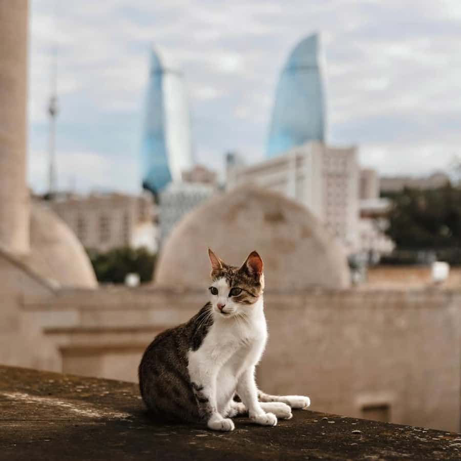 Baku City Tour: Explore the Heart of Azerbaijan - Deniz Mall and the modern waterfront