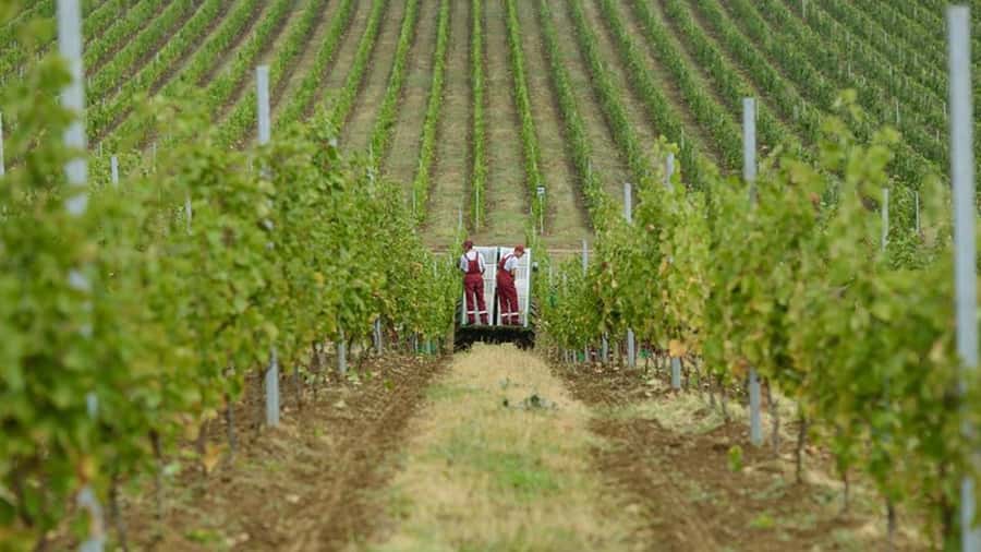 Baku: Organic Winery Tour in Shamakhi with Local Lunch - From Baku to Shamakhi by private car