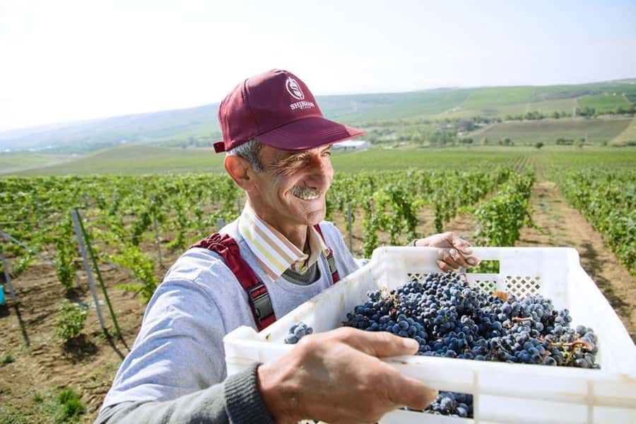 Baku: Organic Winery Tour in Shamakhi with Local Lunch - A local lunch after the cellar visit