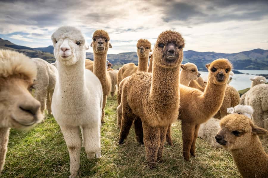 From Baku: Shamakhi City and Alpaca Farm Tour - Key points at a glance