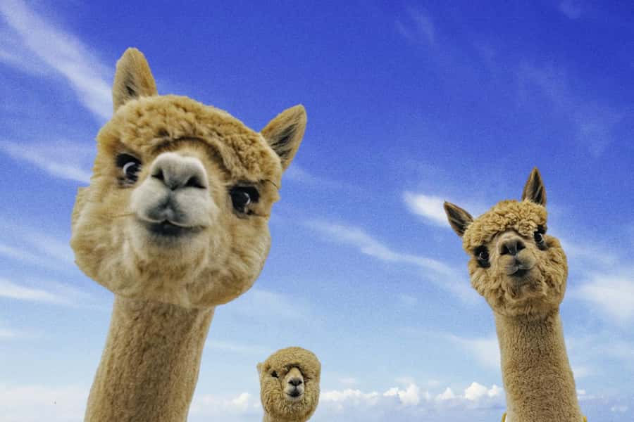 From Baku: Shamakhi City and Alpaca Farm Tour - Meeting Shamakhi’s long past