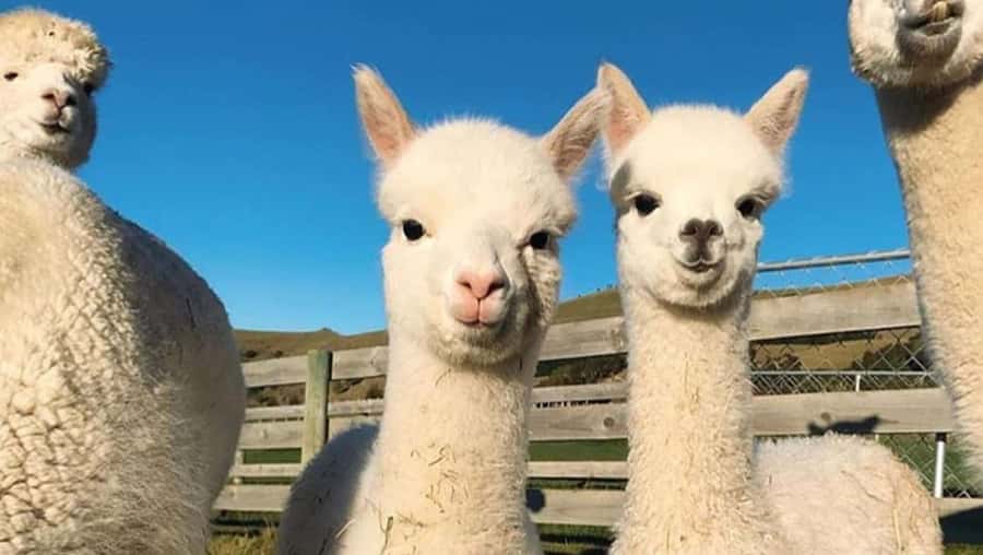 From Baku: Shamakhi City and Alpaca Farm Tour - What the guides add to the day
