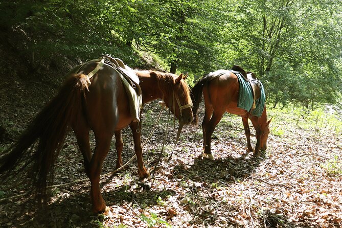 Horseback Riding in Azerbaijan - Following the River Into the Forest