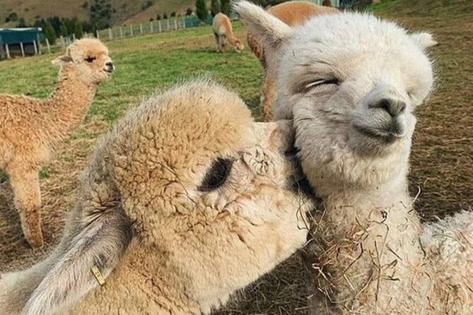 Shamakhi Alpaca Private Tour - Key points to know before booking