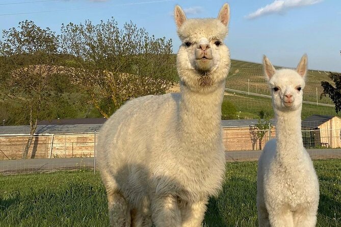 Shamakhi Alpaca Private Tour - Why alpacas make this a memorable Baku side trip