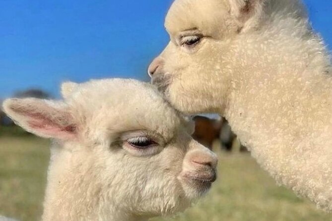 Shamakhi Alpaca Private Tour - Is $179.90 a fair price?