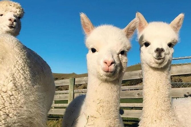 Shamakhi Alpaca Private Tour - What the supplied feedback tells me about the service