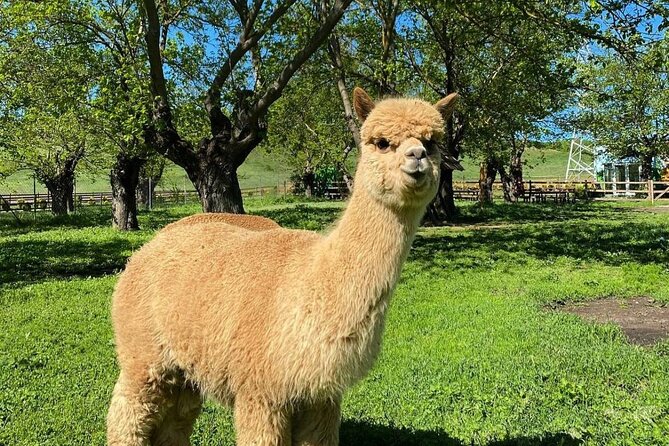 Shamakhi Alpaca Private Tour - The 9:00 am departure from Baku