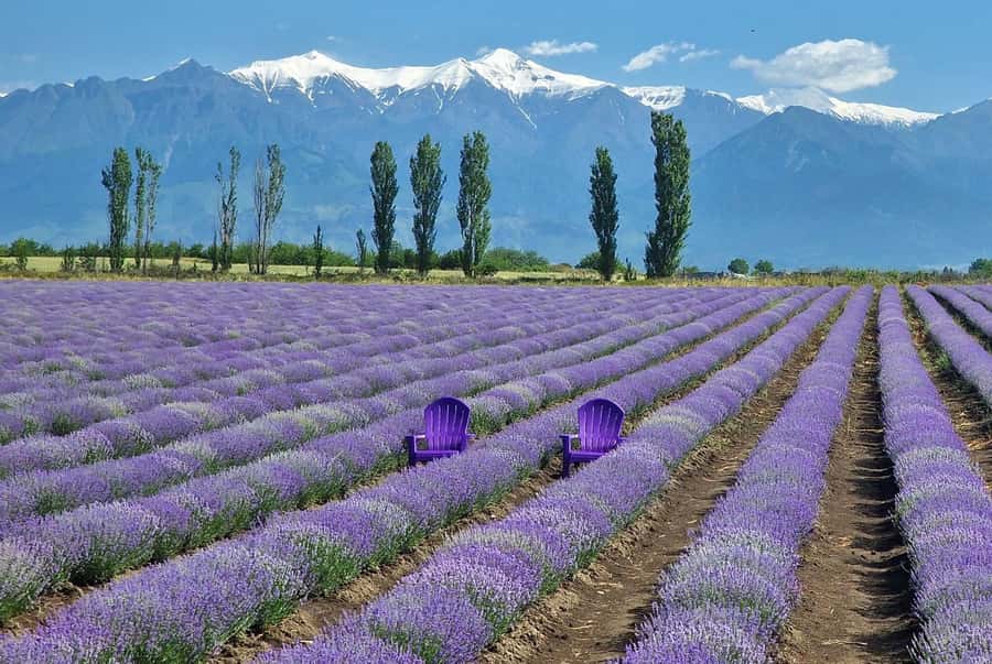 Shamakhi and Gabala Guided Day Tour - Who should book this day trip